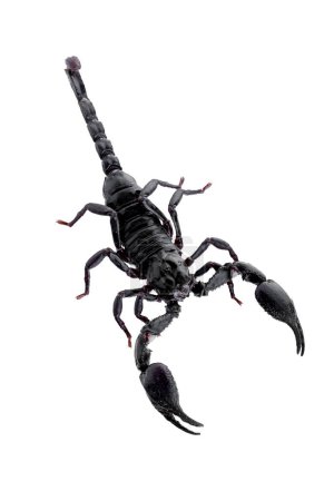 Photo for Black scorpions isolated on a white background. - Royalty Free Image
