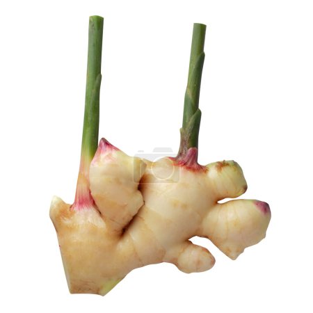 Téléchargez les photos : Rhizome de gingembre frais et feuilles vertes isolées sur fond blanc. - en image libre de droit