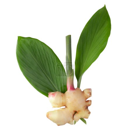 Téléchargez les photos : Rhizome de gingembre frais et feuilles vertes isolées sur fond blanc. - en image libre de droit