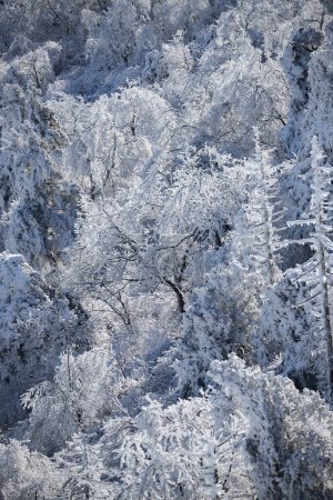Montaña con las heladas en los árboles en la estación de esquí de Yongpyong, Montaña Invierno Sur en Corea.