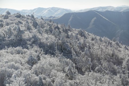 Montagne avec le givre sur les arbres à la station de ski Yongpyong, Montagne Hiver Sud en Corée.