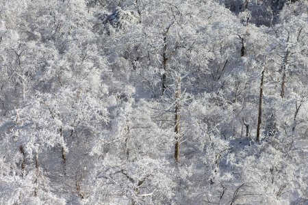 Montaña con las heladas en los árboles en la estación de esquí de Yongpyong, Montaña Invierno Sur en Corea.