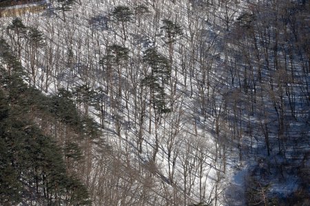 Berg mit Raureif auf den Bäumen im Yongpyong Skigebiet, Mountain Winter South in Korea.