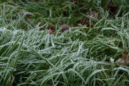 Dew-covered grass amidst snow, the beauty of nature's textures