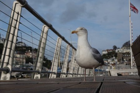 Seagull perched peacefully on the pier by the sea