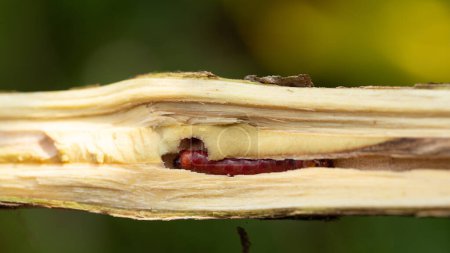 Red branch borer or red coffee borer, coffee stem borer. Diseases and pests affecting coffee plants.