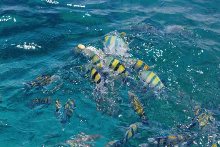 Eine Fischschule mit gelben und blauen Streifen schwimmt im klaren türkisfarbenen Wasser des Meeres. Sonnenlicht dringt durch die Wasseroberfläche und erzeugt ein schönes Spiel von Licht und Schatten. Die Fische sind in Bewegung