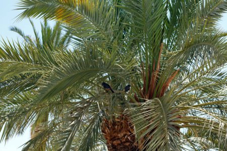 Zwei Vögel thronen auf einer Palme mit dichten, leuchtend grünen Wedeln, die ein dichtes Blätterdach bilden. Sonnenlicht filtert durch diese Wedel und wirft komplizierte Licht- und Schattenmuster. Die Struktur des Palmenstammes ist sichtbar. Ein Blick in den Himmel 