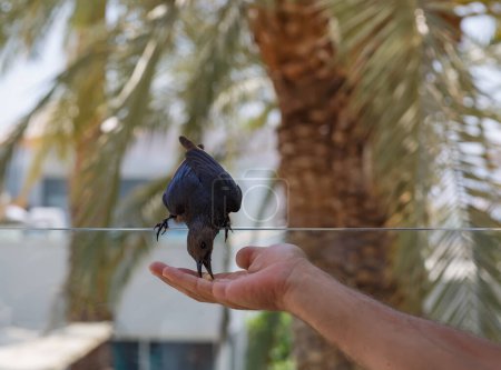 Un petit oiseau sombre se perche délicatement sur le balcon en verre, profitant de morceaux de nourriture offerts sur une main humaine tendue. En arrière-plan se trouvent des palmiers verts luxuriants. L'étourneau n'a pas peur. Homme nourrir oiseau de la main
