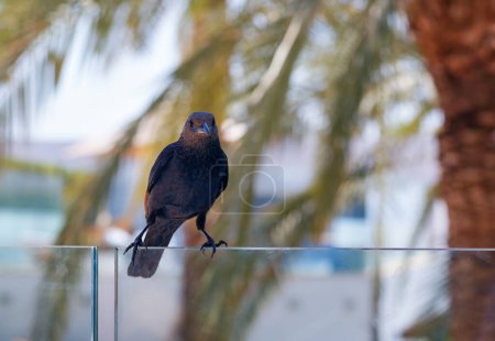 A common starling (Sturnus vulgaris) with sleek black feathers, rests on a glass balcony railing amid blurred green palm leaves. Its alert gaze meets the camera, capturing a moment of avian curiosity