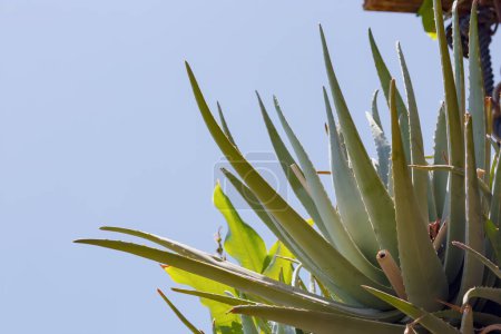 A vibrant green agave plant with long, pointed leaves and thorns extending outward towards the clear blue sky. Close up of cactus green plant Agave Sisalana Perrine or Sisal Agave growing outdoors