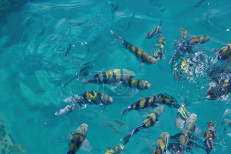 A school of fish with yellow and black stripes swims in the sunlit sea, showcasing the beauty of underwater life. The Scissortail Sergeant Major fish move together as they feed in the clear water