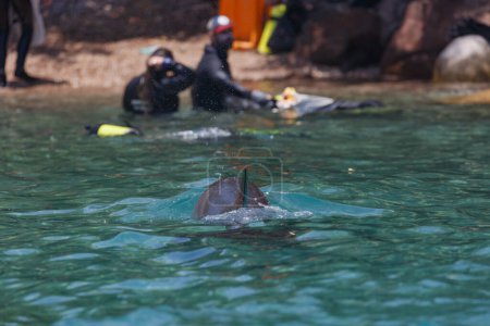 Téléchargez les photos : Un dauphin avec sa nageoire dorsale au-dessus de l'eau est observé par deux plongeurs en apnée. En arrière-plan, rochers et engins de plongée bordent le rivage. Un dauphin géant attaque un plongeur dans l'eau. - en image libre de droit