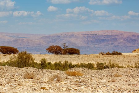 Escasa vegetación salpica un desierto seco de Negev en primer plano. Un paisaje estéril con terreno rocoso en primer plano. El fondo revela una cordillera bajo un cielo despejado con nubes. Sde Boker, Israel