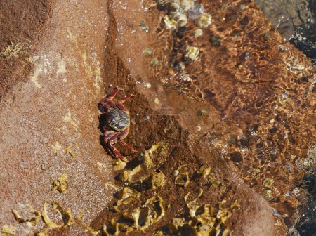 Photo for A small crab on a wet rocky surface. The crab, with its red legs and dark body, contrasts against the brown rock. Surrounding the crab is water, reflecting light and creating a shimmering effect. - Royalty Free Image