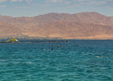 Un groupe de dauphins nage ludique dans les eaux azur d'une mer calme, avec en toile de fond un littoral montagneux et un ciel bleu. Un bateau jaune flotte à proximité, suggérant la présence de touristes