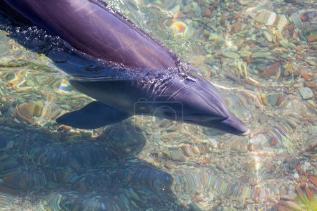 A dolphin gracefully glides through the crystal-clear shallows, its sleek body reflecting the sunlight. The water ripples gently around it as it moves effortlessly, showcasing its playful nature