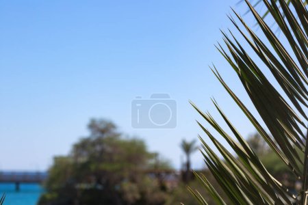 Esta imagen captura un paisaje costero. El primer plano presenta hojas de palma verde, sus puntas iluminadas por la luz del sol. En el fondo borroso, un puente se extiende a través de tranquilas aguas azules