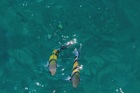 Deux poissons avec des rayures jaunes et bleues nageant près de la surface de l'eau turquoise claire. La lumière du soleil pénètre dans l'eau créant un effet chatoyant autour du poisson. L'environnement calme et serein