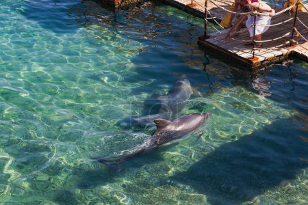 Two dolphins gliding through crystal clear waters near a wooden pier. Graceful dolphins are seen swimming in turquoise waters by a wooden pier where an women is standing interacting with dolphin