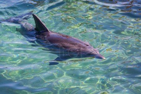 Große Tümmler schwimmen tagsüber in blauen Küstengewässern. Delphin wird gefangen, während er anmutig in der Nähe der Oberfläche des klaren Wassers schwimmt und seinen schlanken Körper und seine charakteristische Rückenflosse zur Schau stellt