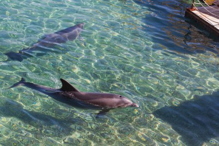 Téléchargez les photos : Bouteille ludique nez dauphins nageant près d'un quai en bois dans les eaux bleues claires. Deux dauphins sont vus glisser gracieusement à travers les eaux transparentes et ensoleillées à côté d'une jetée en bois. Mammifères marins - en image libre de droit