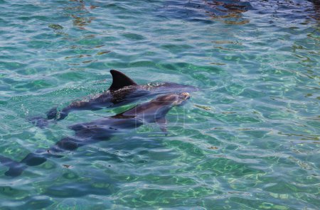 Un dauphin nageant dans des eaux turquoises claires. La nageoire dorsale des dauphins et une partie de son dos sont visibles au-dessus de l'eau. Des ondulations douces à la surface de l'eau indiquent un mouvement. Deux dauphins en soi