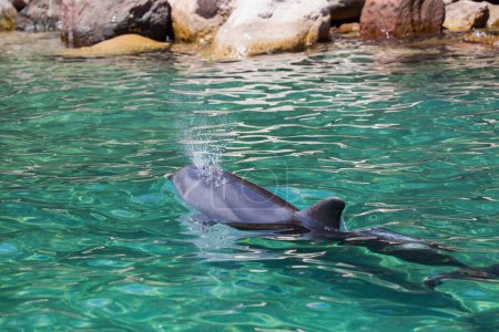 Delphin Rückenflosse und ein Teil seines Rückens sind über dem Wasser sichtbar. Ein Delfin gleitet anmutig durch das Meer, sein schlanker Körper bewegt sich. Wenn es auftaucht, entweicht ein sanftes Rauschen der Luft aus seiner Blüte.