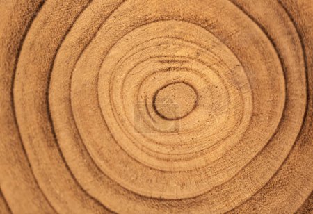 Photo for Close up view of concentric circles etched into a wooden surface. The texture and grain of the wood are clearly visible, revealing natural patterns. Tree rings textured Backgrounds sunshine yellow. - Royalty Free Image
