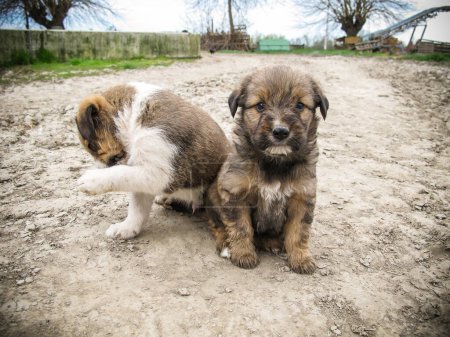 Foto de Dos adorables cachorros en el patio trasero - Imagen libre de derechos