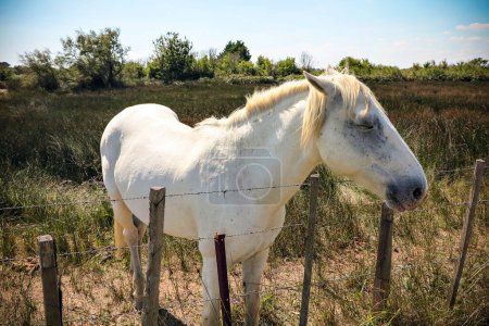 Téléchargez les photos : Un cheval blanc dans un champ - en image libre de droit
