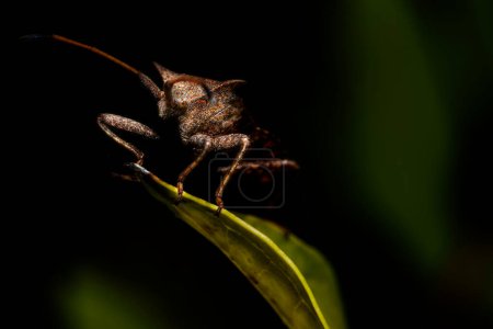 Foto de El insecto en el primer plano de una hoja. - Imagen libre de derechos