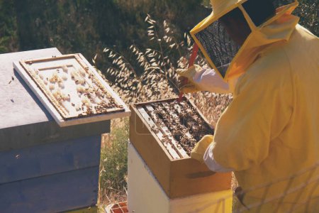 Téléchargez les photos : Apiculteur vérifiant l'abeille domestique - en image libre de droit