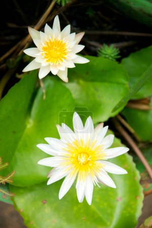 Téléchargez les photos : Fleur de lotus blanc avec fond de feuille verte - en image libre de droit