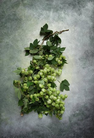 a branch with leaves of fresh hops, beer ingredient, top view ,