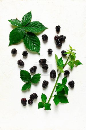 fresh blackberries, with foliage, top view, on a light background, no people,