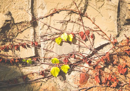 Efeu auf einer strukturierten Wand im Herbst, Sonnenlicht, Tapete, Handy-Foto,