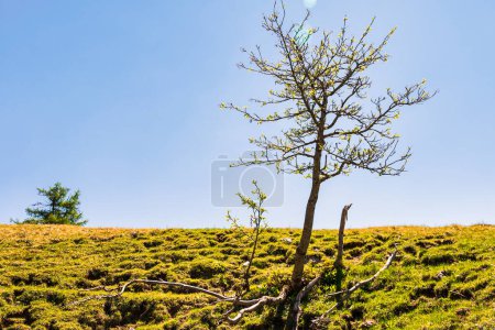 Foto de Lonely tree in beautiful scenic landscape of Alps, Passo San Pellegrino, North Italy - Imagen libre de derechos
