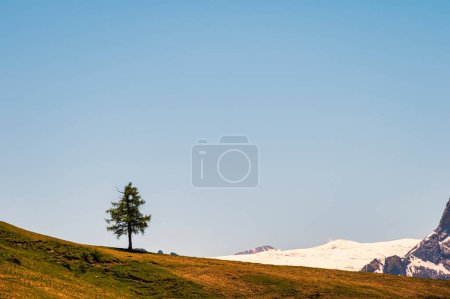 Foto de Lonely tree in Alpine landscape walking from Passo San Pellegrino to Fuciade refuge, North Italy - Imagen libre de derechos