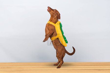 Dachshund dog posing in her hotdog suit, on a white background
