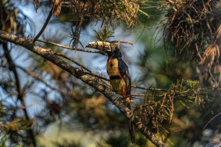 Foto de Aracari de cuello tucán (Pteroglossus torquatus) encaramado en la rama de un pino, ave de la familia Ramphastidae. - Imagen libre de derechos