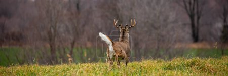 White-tailed deer buck (odocoileus virginianus) running away with tail up in Wisconsin, panorama