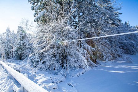 Téléchargez les photos : Neige épaisse et arbres posés sur les lignes électriques après une tempête hivernale Wiscosin, horizontale - en image libre de droit