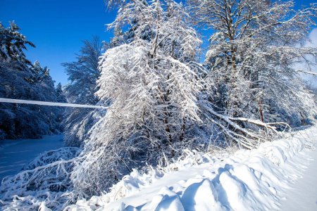 Téléchargez les photos : Neige épaisse et arbres posés sur les lignes électriques après une tempête hivernale Wiscosin, verticale - en image libre de droit