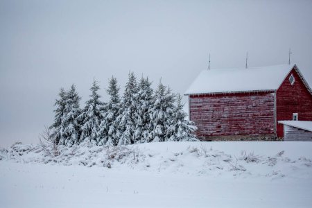 Téléchargez les photos : Wisconsin red barn and pine trees covered in a December snow, horizontal - en image libre de droit