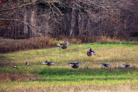 Photo for Eastern wild turkey (Meleagris gallopavo) landing in a farmers field in Autumn, horizontal - Royalty Free Image