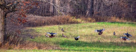 Photo for Eastern wild turkey (Meleagris gallopavo) landing in a farmers field in Autumn, panorama - Royalty Free Image
