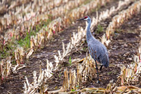 Photo for Sandhill crane (Grus canadensis) standing in a Wisconsin harvested cornfield, horizontal - Royalty Free Image