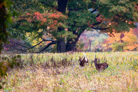 Photo for Two white-tailed deer bucks (odocoileus virginianus) running in a soybean field, horizontal - Royalty Free Image