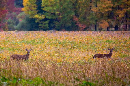 Photo for Two white-tailed deer bucks (odocoileus virginianus) standing in a soybean field in September, horizontal - Royalty Free Image